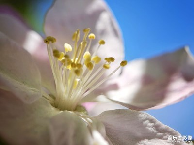 【人間四月天】海棠花溪四月天
