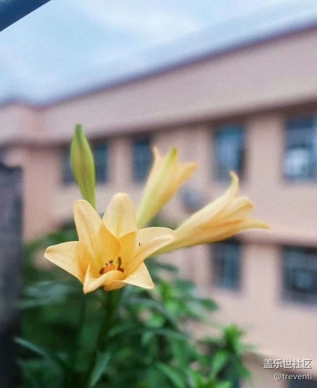 【春日盛景】陽(yáng)臺(tái)美景