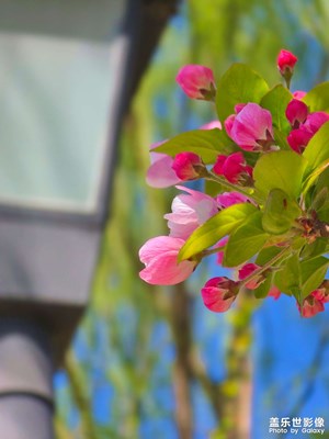 【人間四月天】賞花