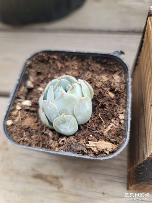 【人間四月天】多肉