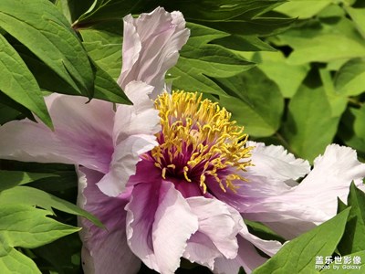 【人間四月天】芳菲牡丹