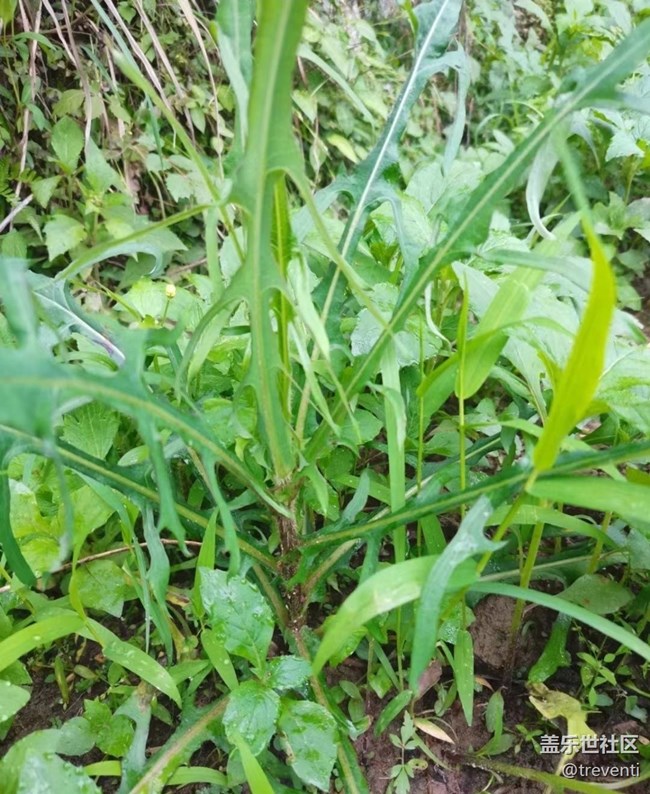 【春色撩人】上山