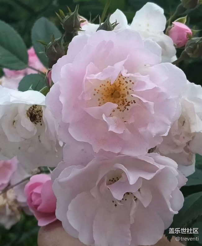 【Galaxy影像】#踏青+出去玩