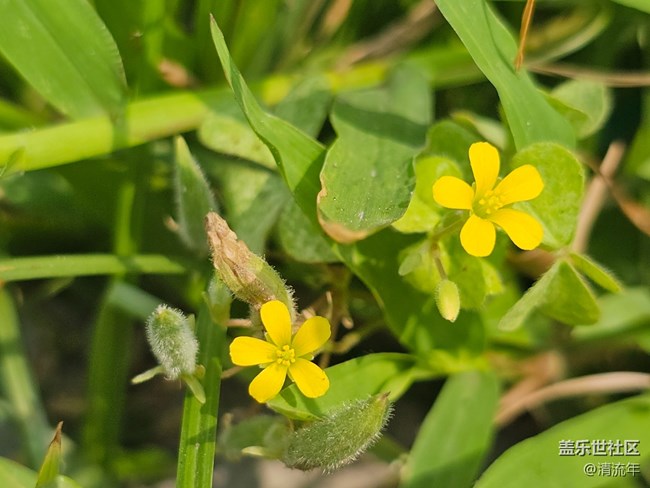【青青嫩芽】4月的嫩芽