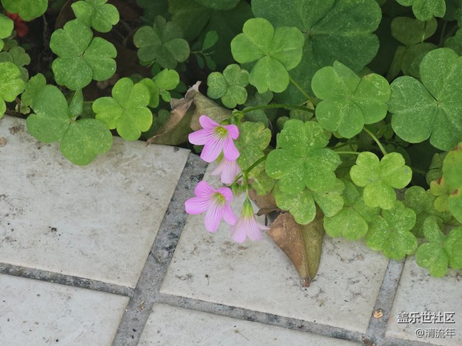 【青青嫩芽】4月的嫩芽