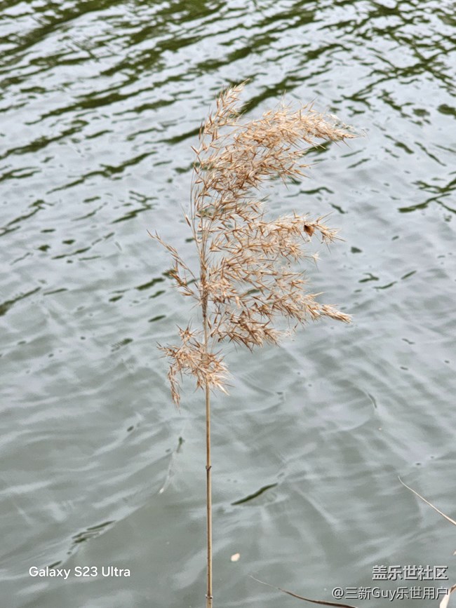 【清明踏春季】公園春色