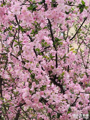 【人間四月天】+西安美景