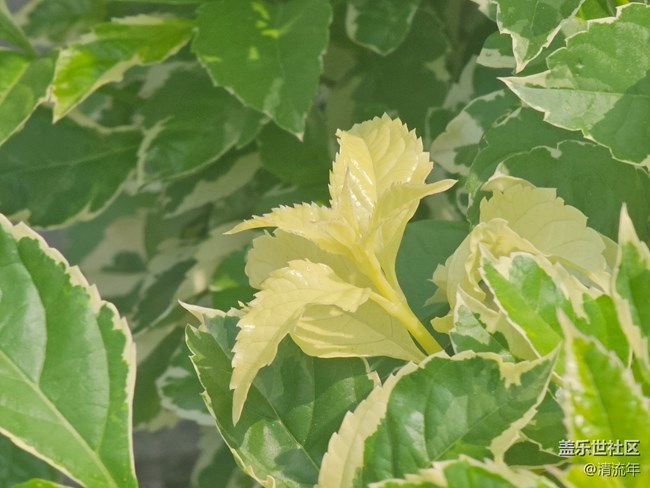 【青青嫩芽】4月的嫩芽