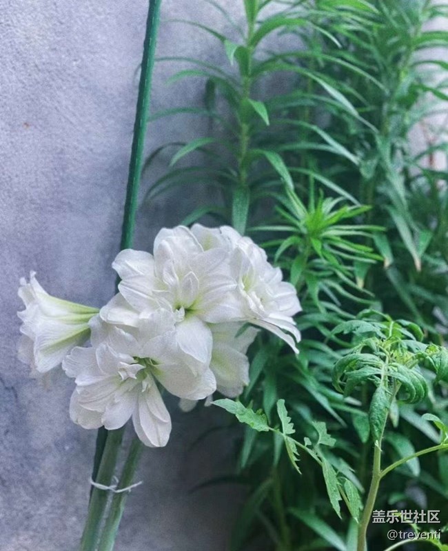 【春日盛景】陽(yáng)臺(tái)美景