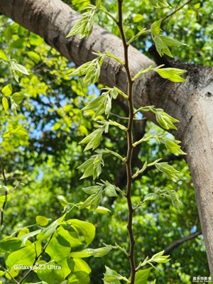 【人間四月天】芳菲未盡