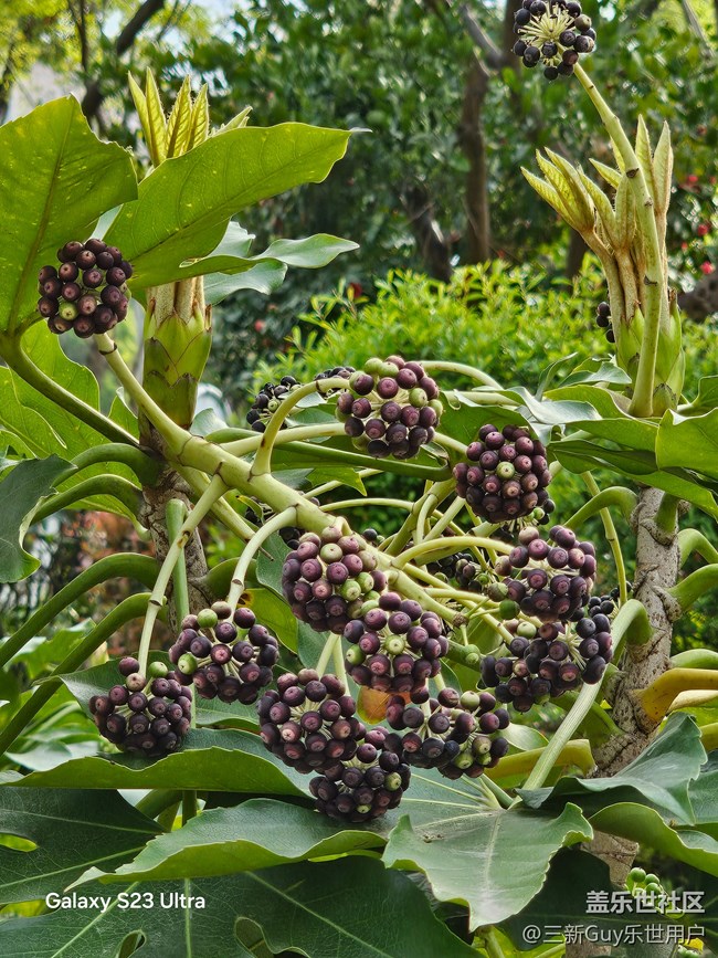 【清明踏春季】公園春色