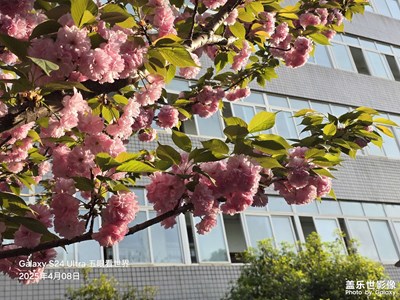 又是一年櫻花季