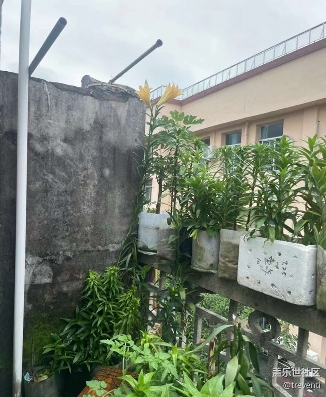 【春日盛景】陽(yáng)臺(tái)美景