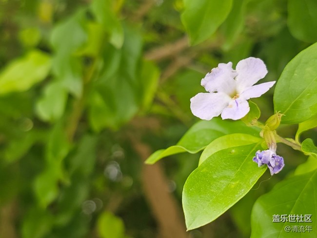 【青青嫩芽】4月的嫩芽