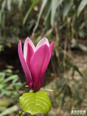 【人間四月天】春天來了