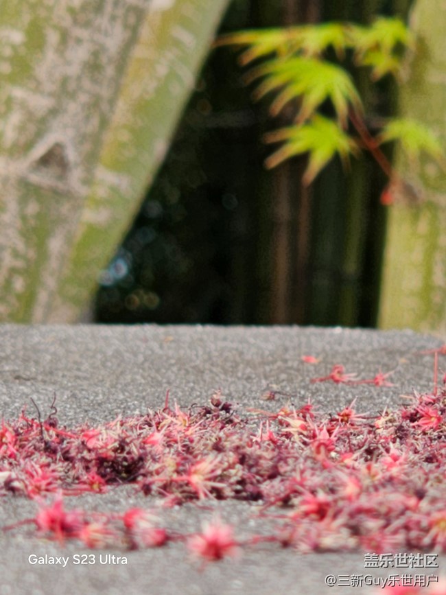 【清明踏春季】公園春色