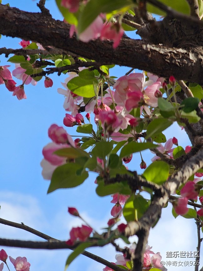 【拈花拾趣】紅花配綠葉