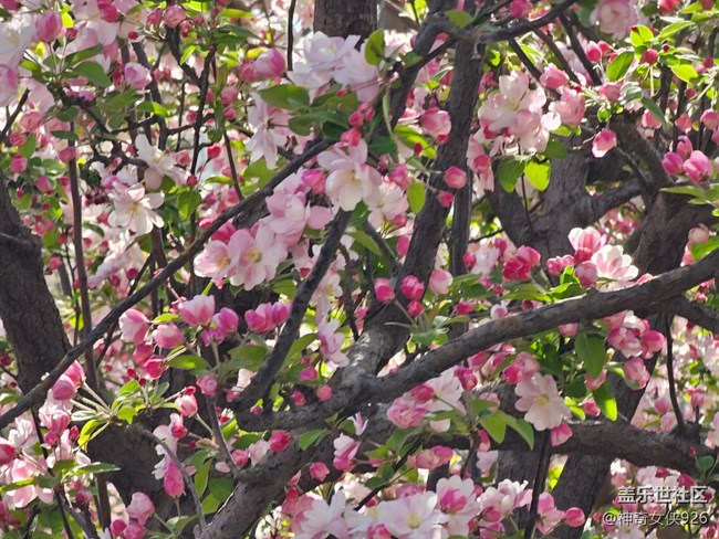 【拈花拾趣】點絳