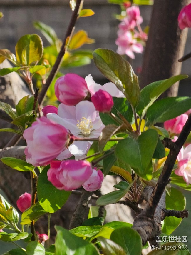 【拈花拾趣】枝間藏春