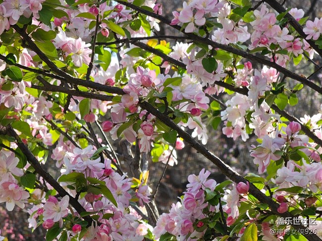 【拈花拾趣】芳華