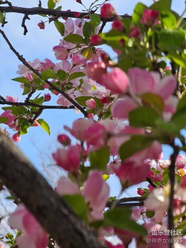 【拈花拾趣】紅花配綠葉