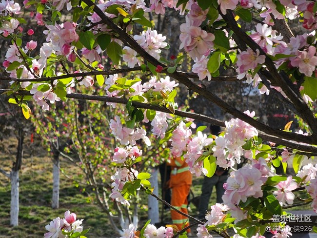 【拈花拾趣】一樹繁花壓海棠