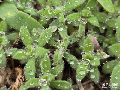 【慢想時光】+春雨后的綠色