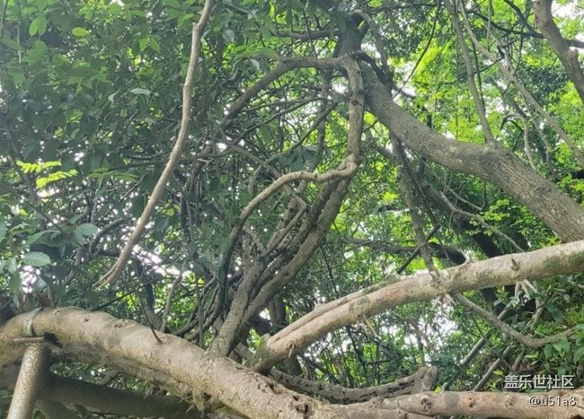 【春日盛景】樹(shù)干