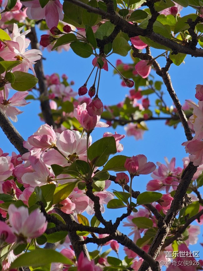 【拈花拾趣】紅花配綠葉