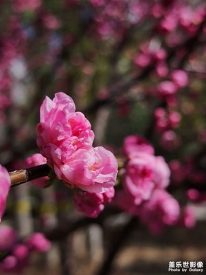 【慢想時(shí)光】榆葉梅