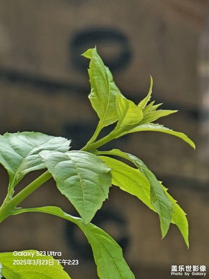 最后的10倍神機