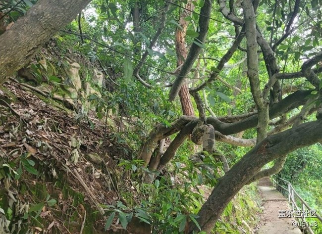 【春日盛景】樹(shù)干