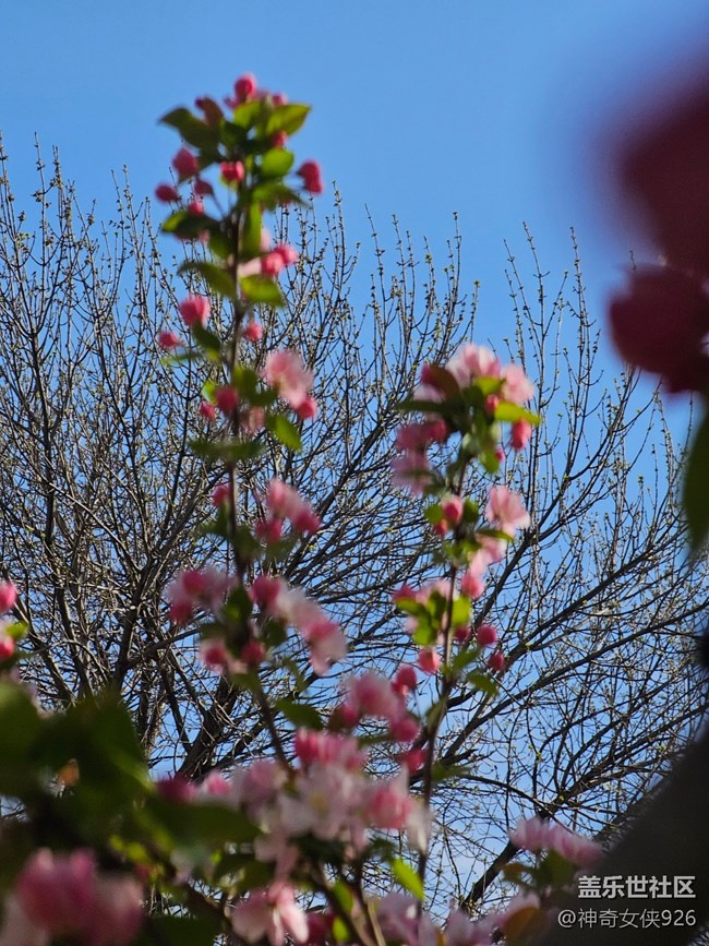 【拈花拾趣】花影