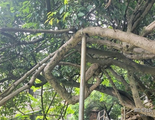 【春日盛景】樹(shù)干