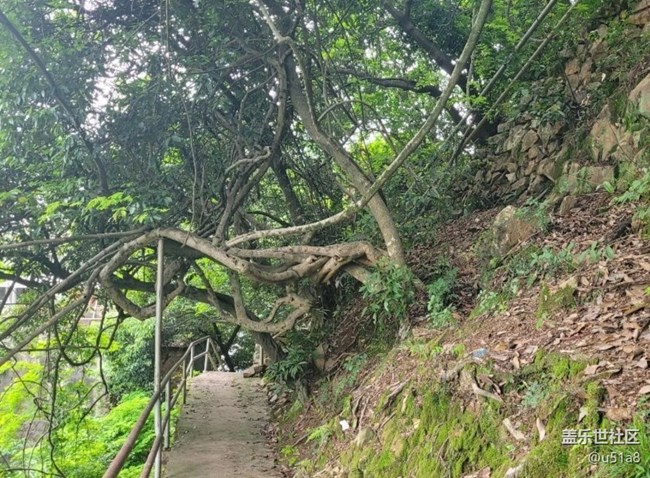 【春日盛景】樹(shù)干