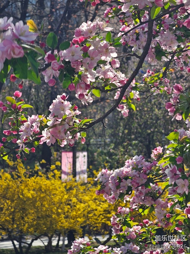 【拈花拾趣】花影