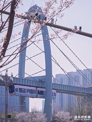 春天的櫻花??大道