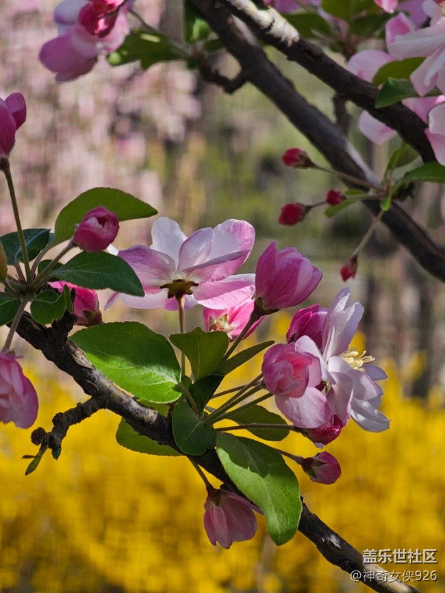 【拈花拾趣】點絳
