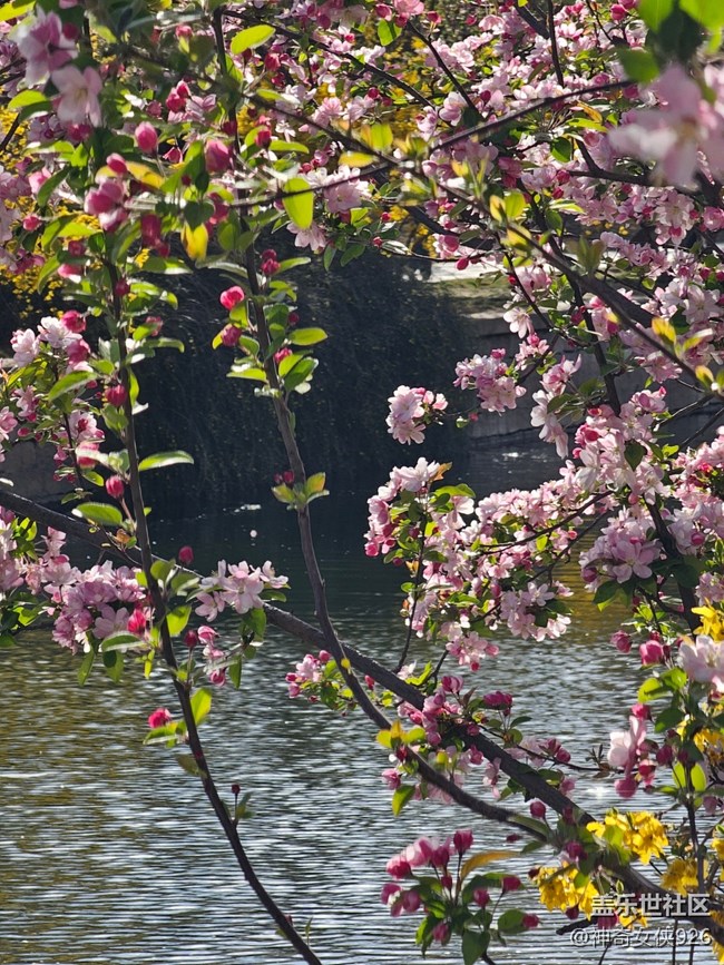 【拈花拾趣】花影
