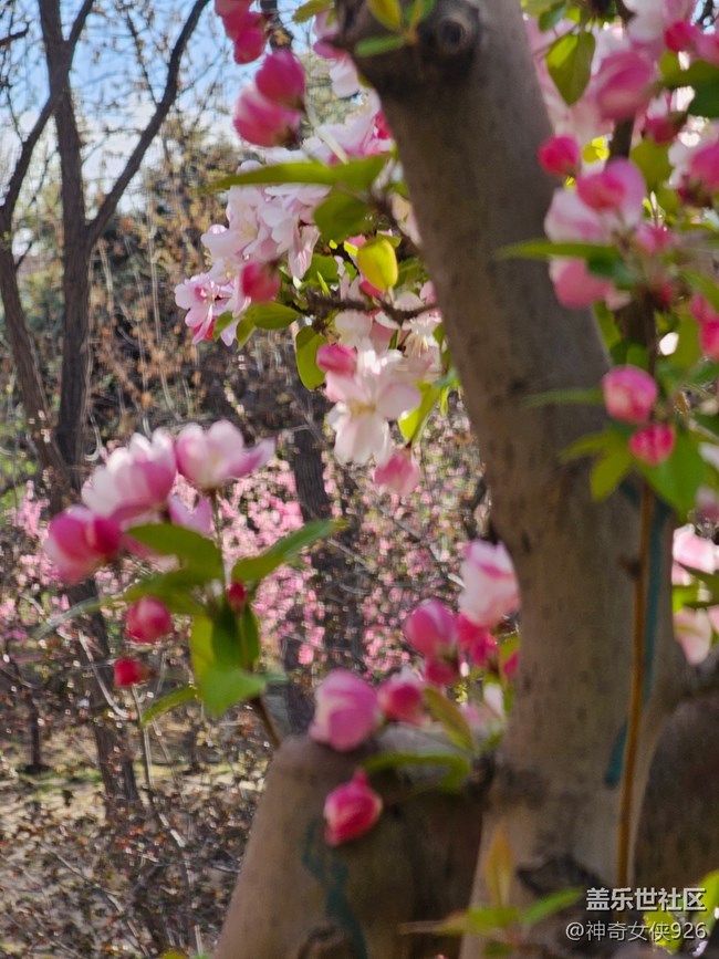 【拈花拾趣】芳華