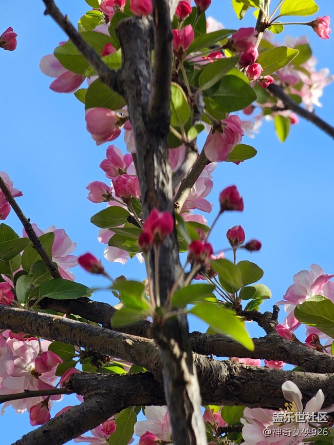 【拈花拾趣】紅花配綠葉