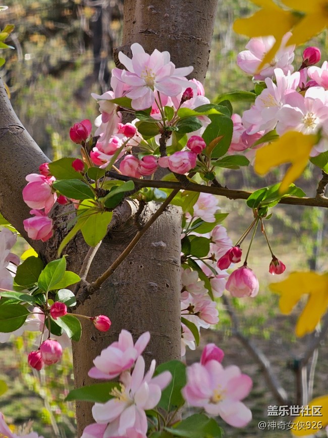 【拈花拾趣】芳華