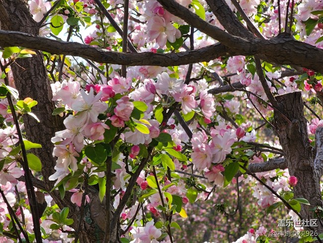 【拈花拾趣】一樹繁花壓海棠