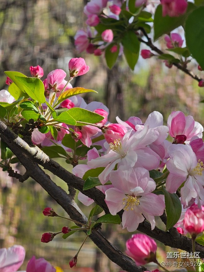 【拈花拾趣】點絳