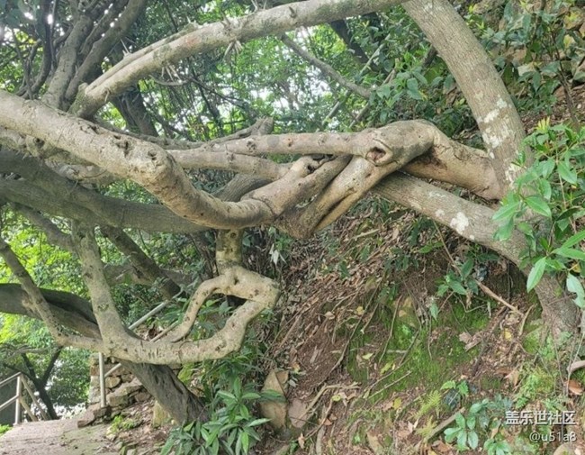 【春日盛景】樹(shù)干