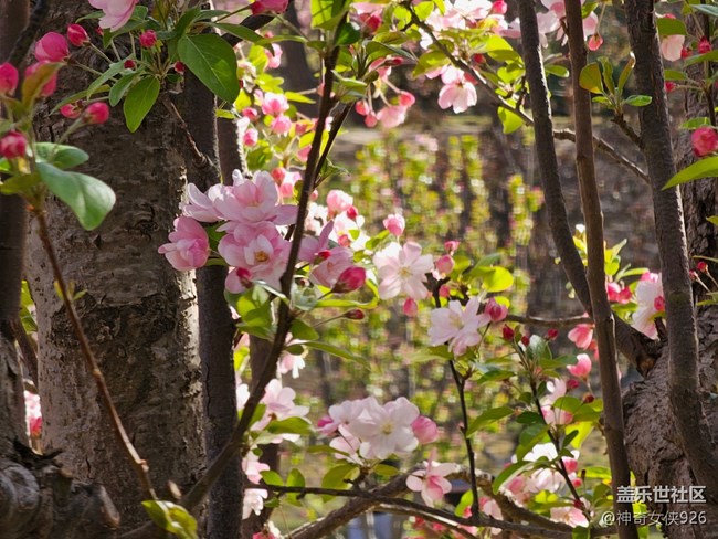 【拈花拾趣】點絳
