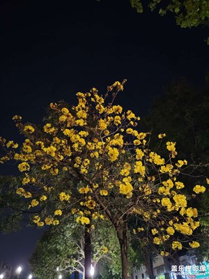 【春之夜】夜拍黃花風鈴木