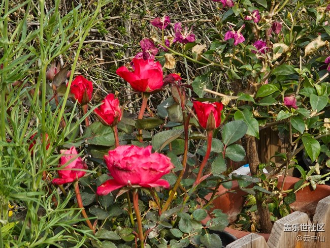 【拈花拾趣】春花