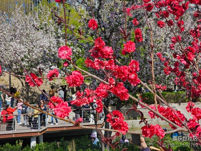 【拈花拾趣】都市花景