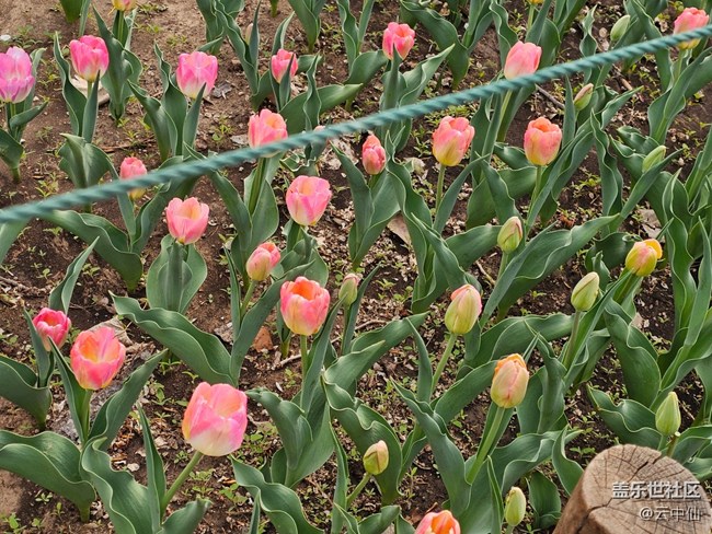 【拈花拾趣】零散